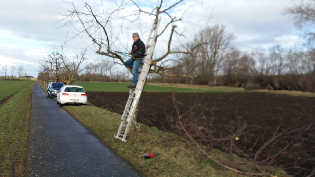 Baumverschnitt am Radweg in Vippachedelhausen nach Markvippach