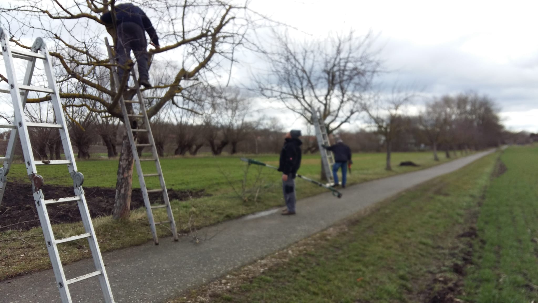 Baumverschnitt am Radweg in Vippachedelhausen nach Markvippach
