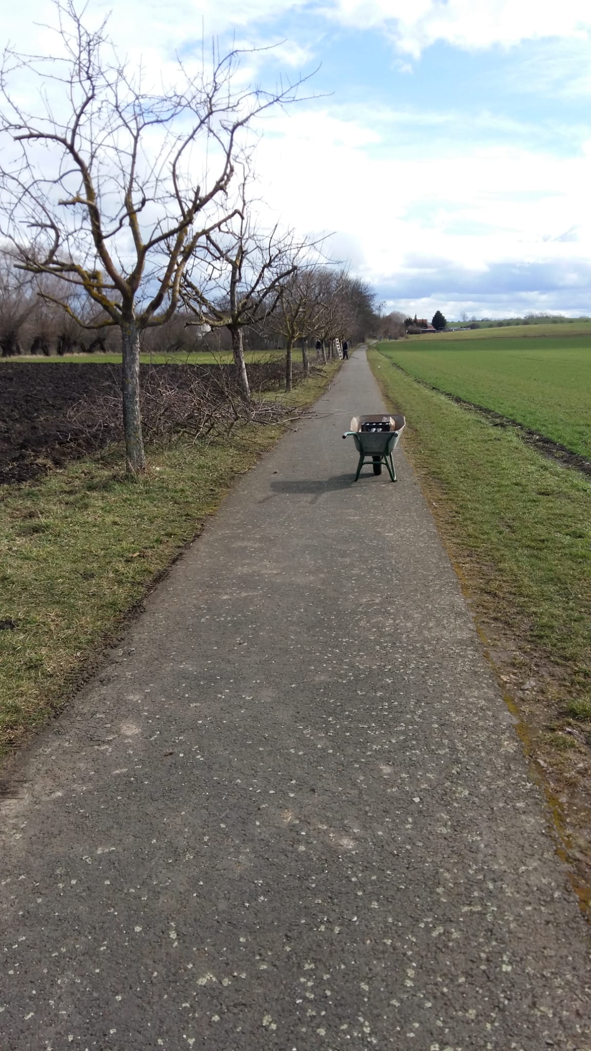 Baumverschnitt am Radweg in Vippachedelhausen nach Markvippach