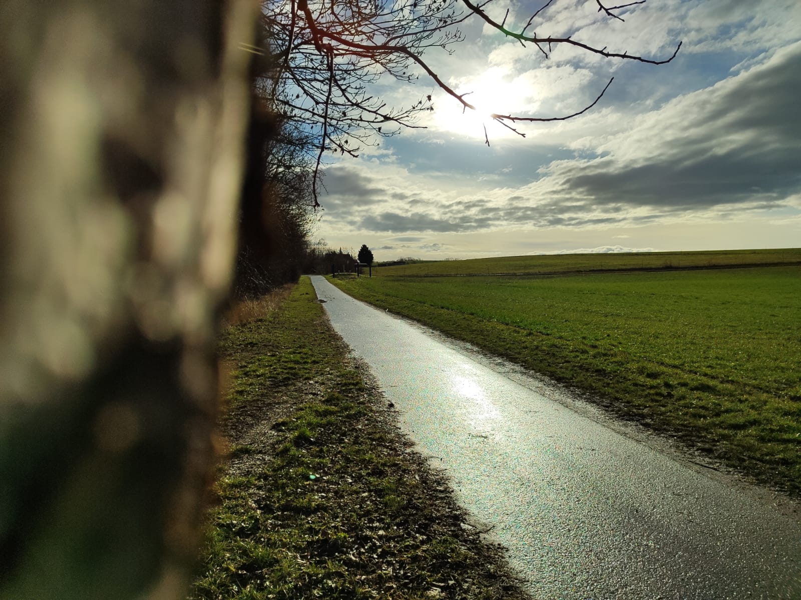 Baumverschnitt am Radweg in Vippachedelhausen nach Markvippach