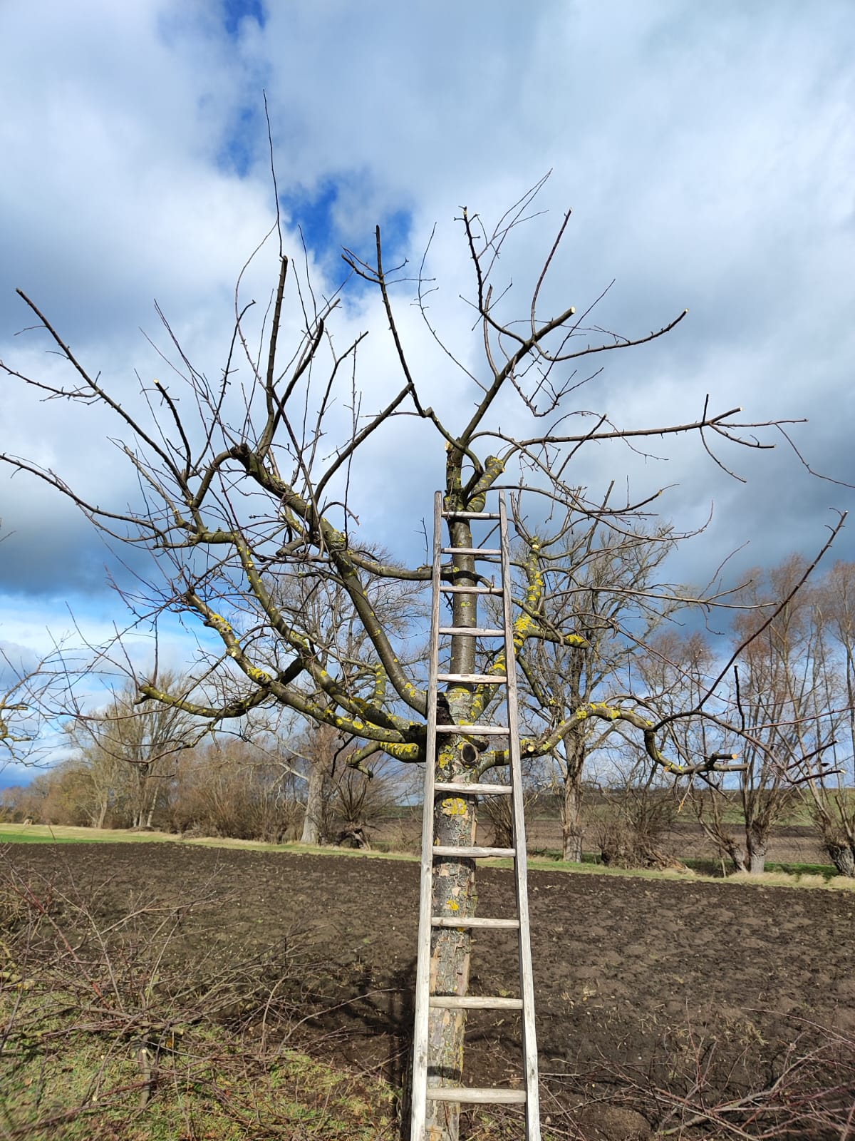 Baumverschnitt am Radweg in Vippachedelhausen nach Markvippach