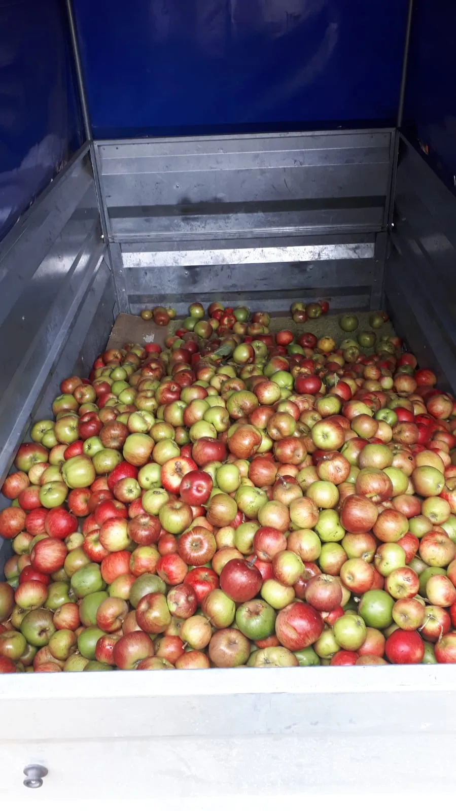 ./Apfel24/IMG-20240913-WA0003_ergebnis.webp