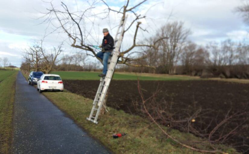 Baumverschnitt am Radweg in Vippachedelhausen nach Markvippach