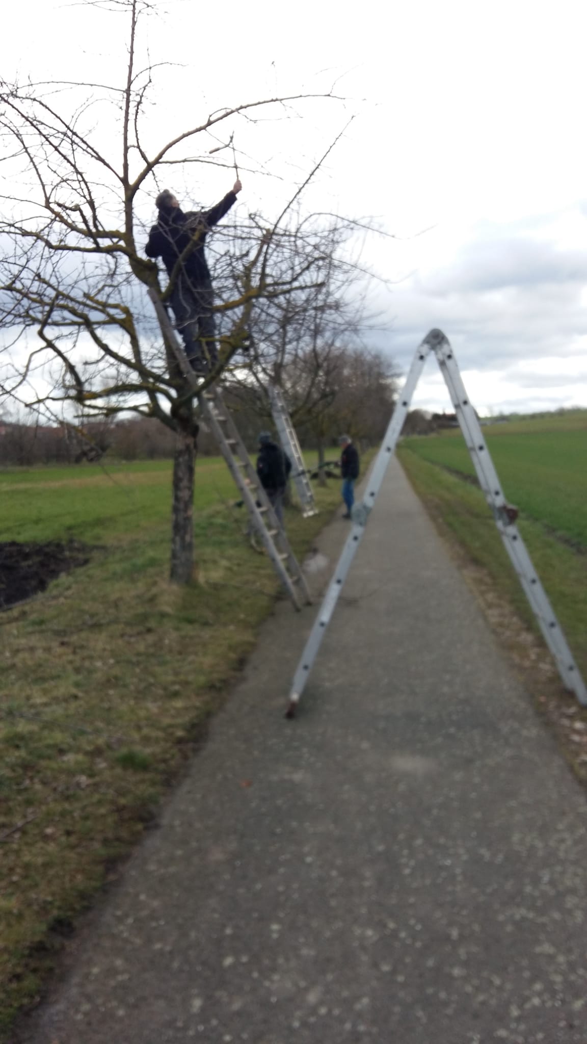 Baumverschnitt am Radweg in Vippachedelhausen nach Markvippach